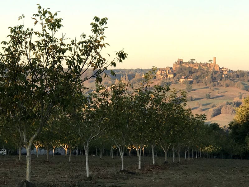 La Vie Contée - Histoire et terroir - Verger de noyers et Château de Turenne